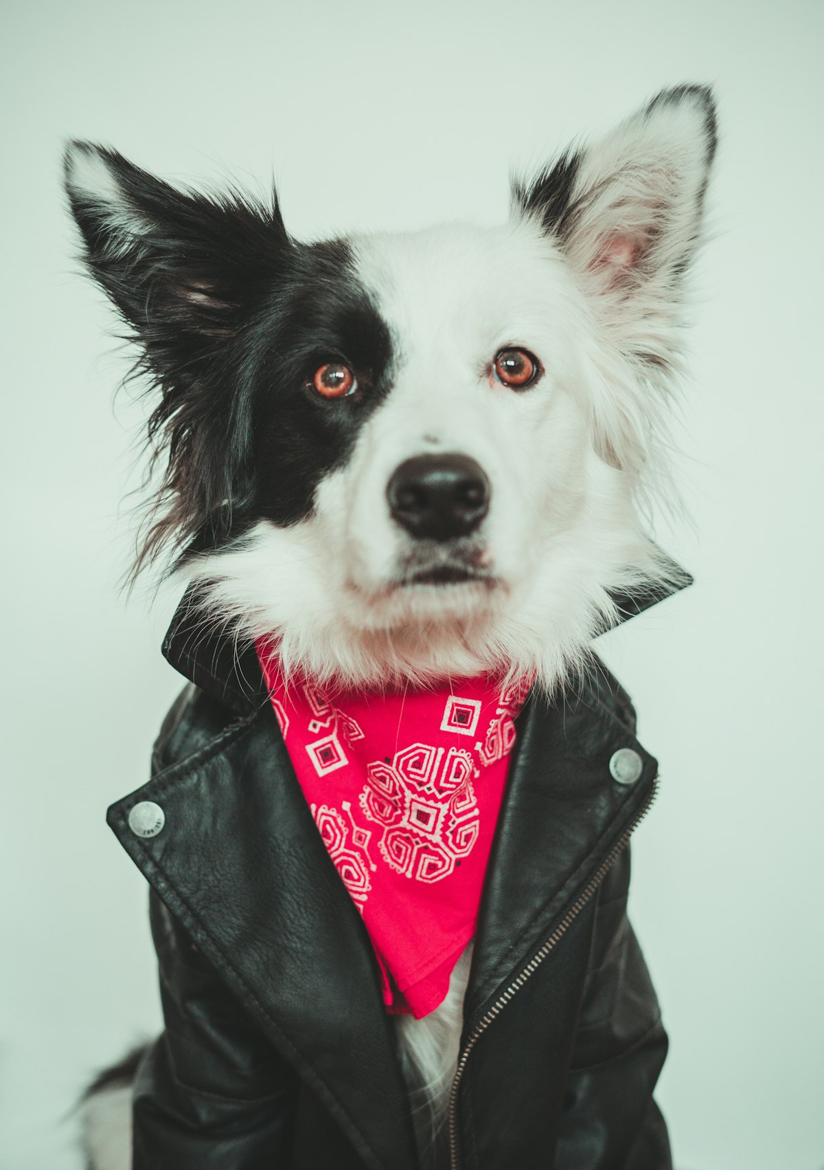 Dog wearing a bandana