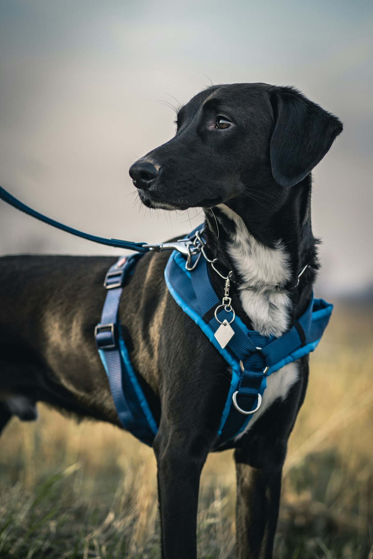 Dog wearing a harness outdoors