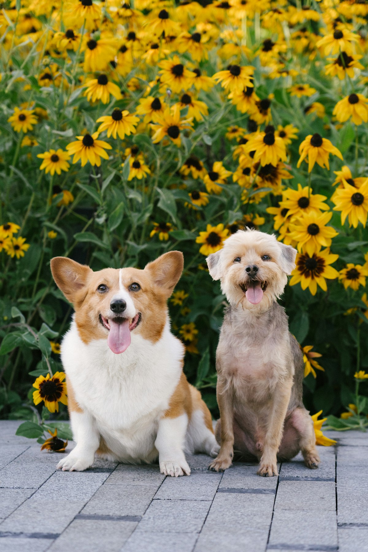 Happy dog outdoors